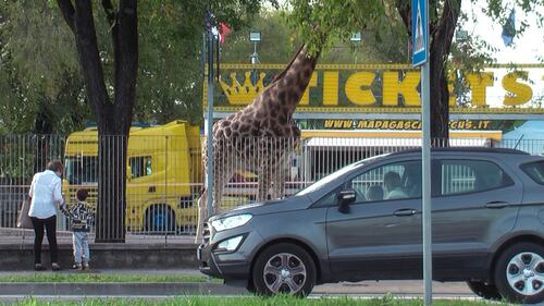 Gli animali del circo "parcheggiati" sull'asfalto 4