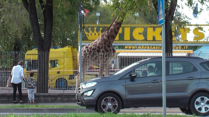 Gli animali del circo "parcheggiati" sull'asfalto 4