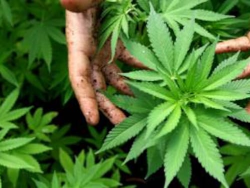 Marijuana per curarsi, la Finanza lo denuncia