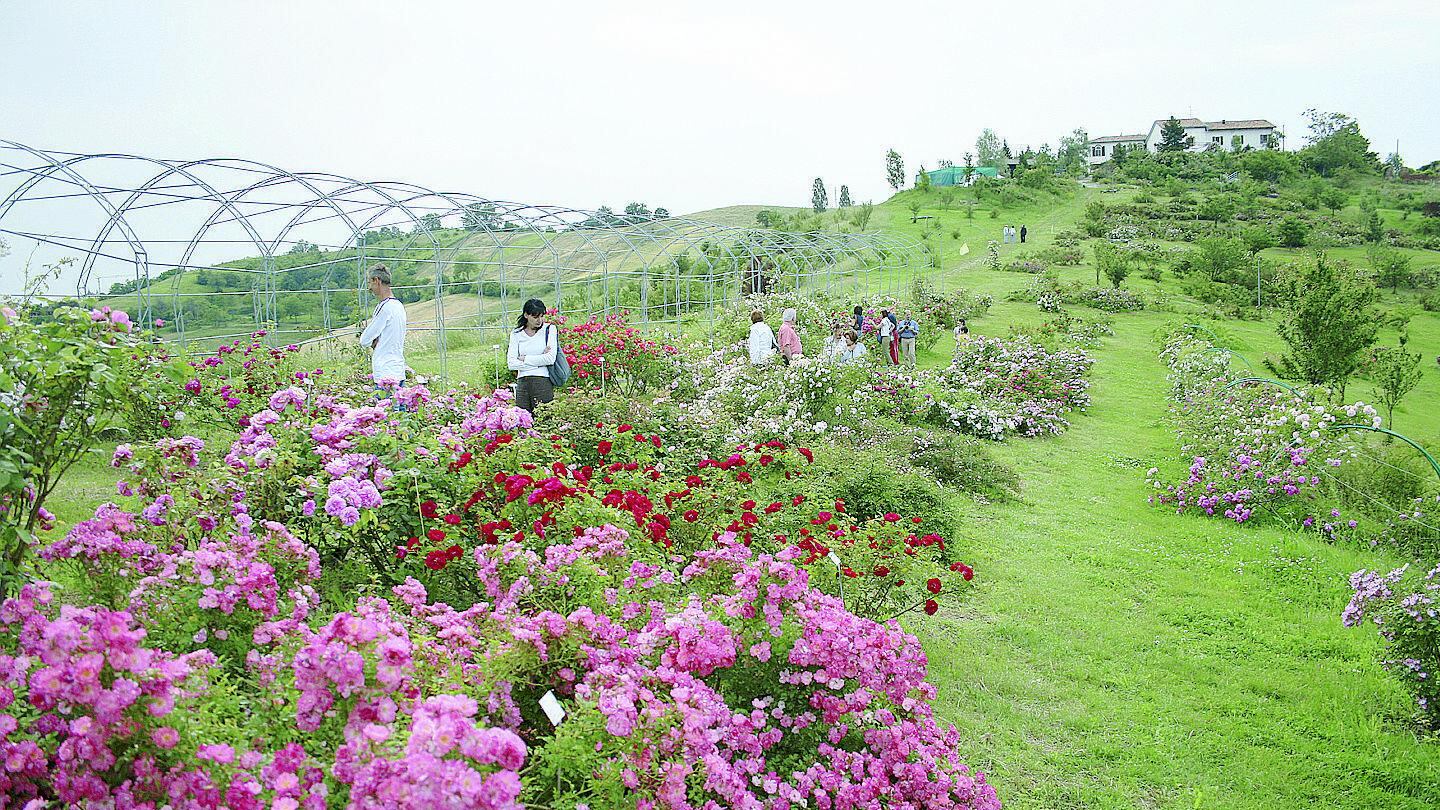 Che magia i giardini a primavera Giro d'Italia nel nome della rosa