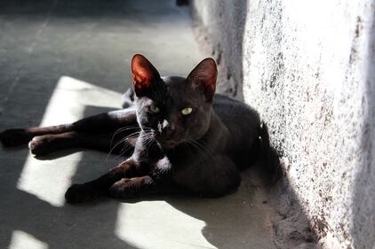 Gatto nero, foto 18