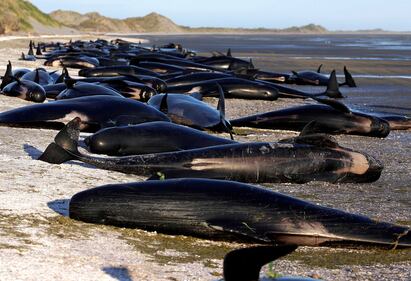 Decine di balene spiaggiate. Ora si rischia la strage 17