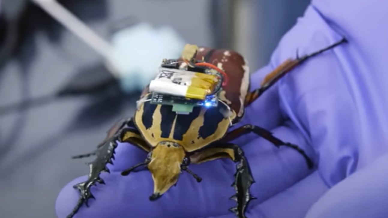 Insetti cyborg made in China: cosa sappiamo dei nuovi robot del Dragone