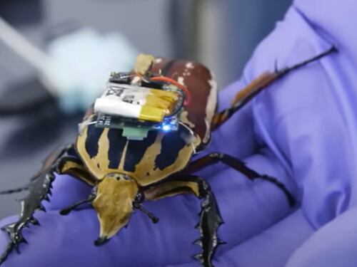 Insetti cyborg made in China: cosa sappiamo dei nuovi robot del Dragone