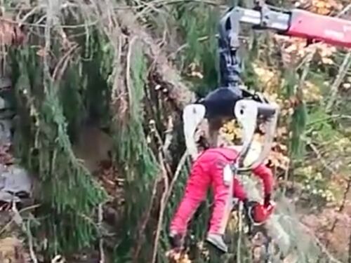 Belluno, la fake dell'uomo che taglia gli alberi in condizioni estreme
