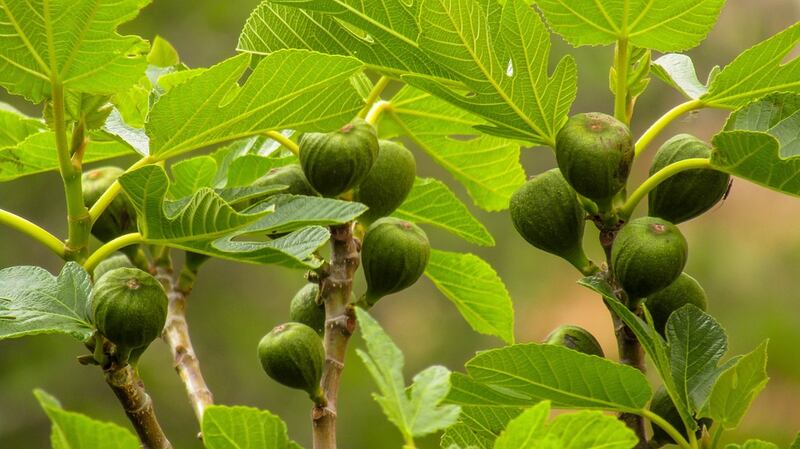 Fichi albero