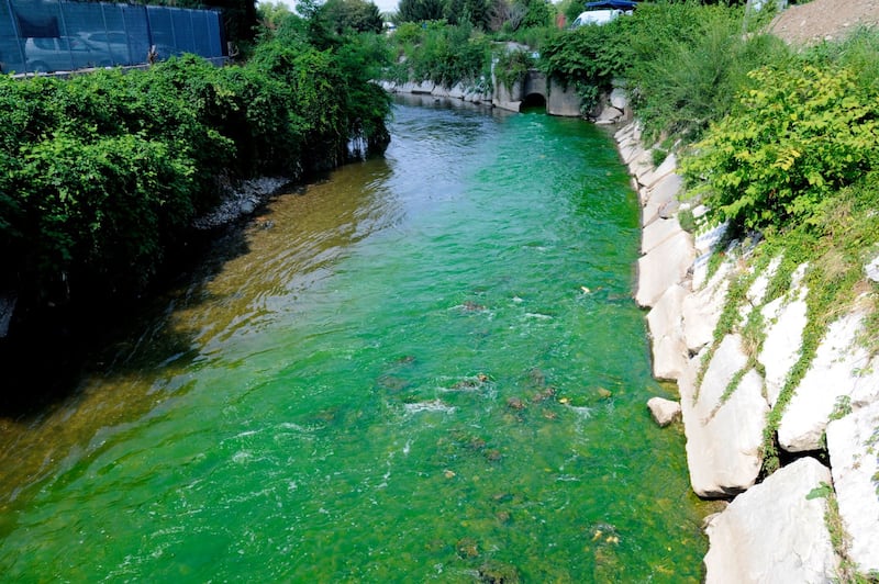 Il Lambro si colora di verde 8