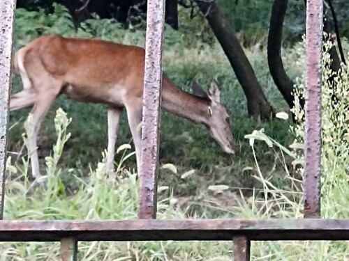 Cervo con una freccia nel collo, nuovo episodio di crudeltà contro gli animali