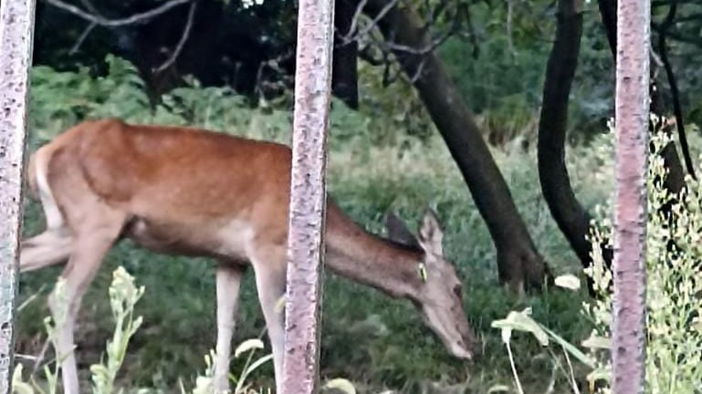 Cervo con una freccia nel collo, nuovo episodio di crudeltà contro gli animali