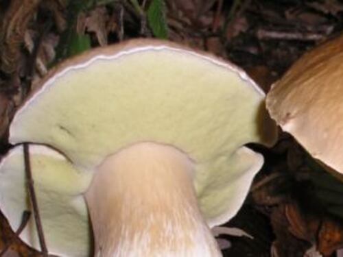 Funghi, le regole per raccoglierli e consumarli in sicurezza
