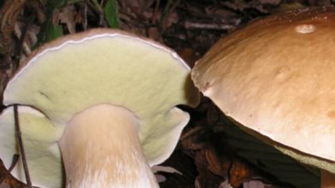 Funghi, le regole per raccoglierli e consumarli in sicurezza