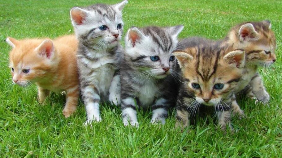 Festa del gatto: nelle case degli italiani più di 7 milioni