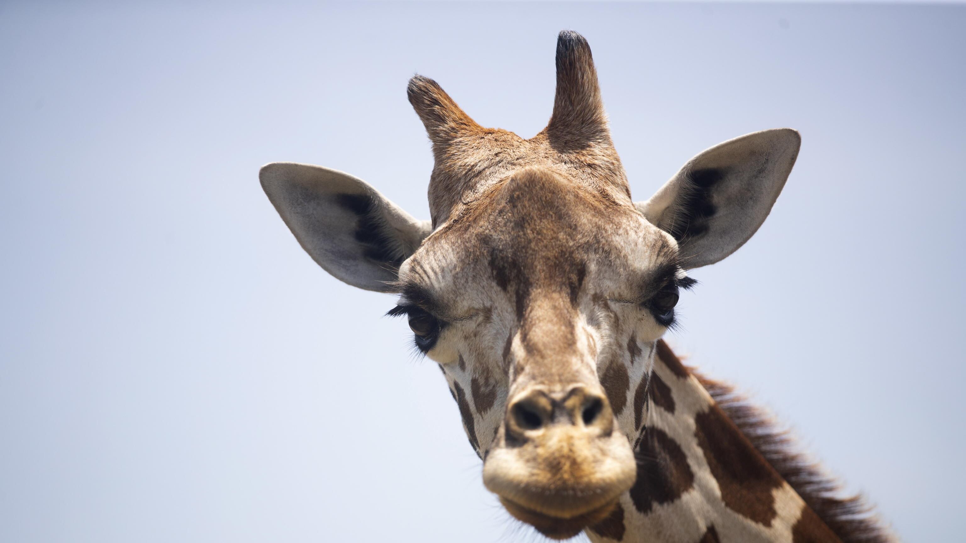 Serve una giraffa in gabbia per ritrovare la libertà