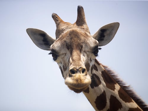 Serve una giraffa in gabbia per ritrovare la libertà