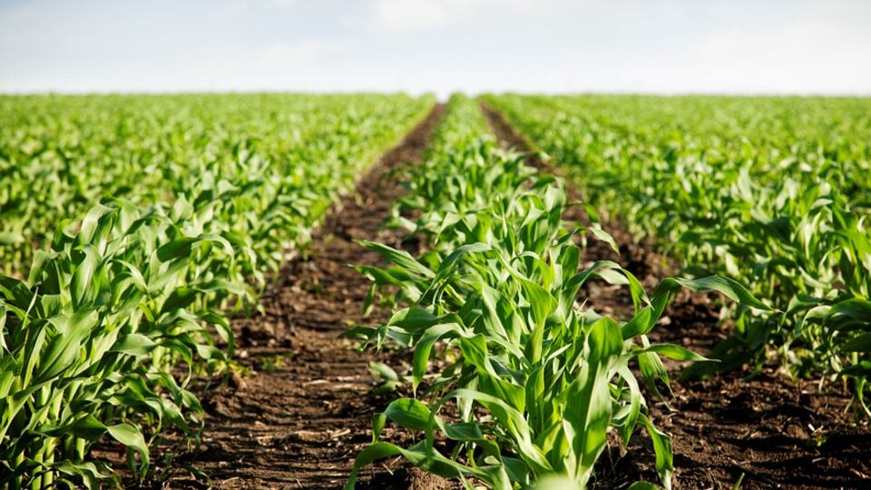 Assosomm: contro il caporalato bisogna coinvolgere l'intera filiera