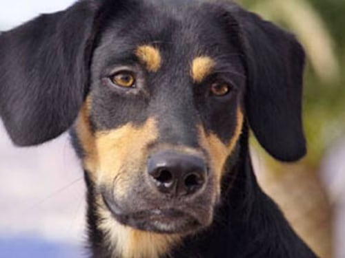 Salerno, uccise cagnolina a calci: condannato
