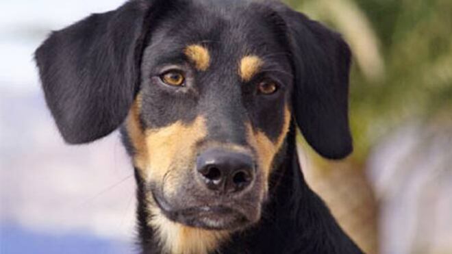 Salerno, uccise cagnolina a calci: condannato