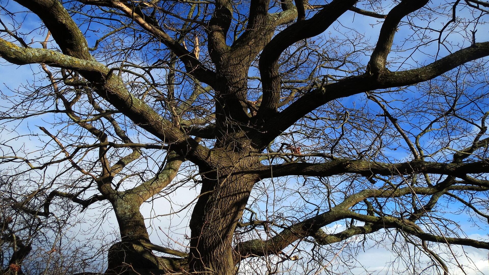 La quercia delle streghe in Toscana tra storia, fiaba e leggenda