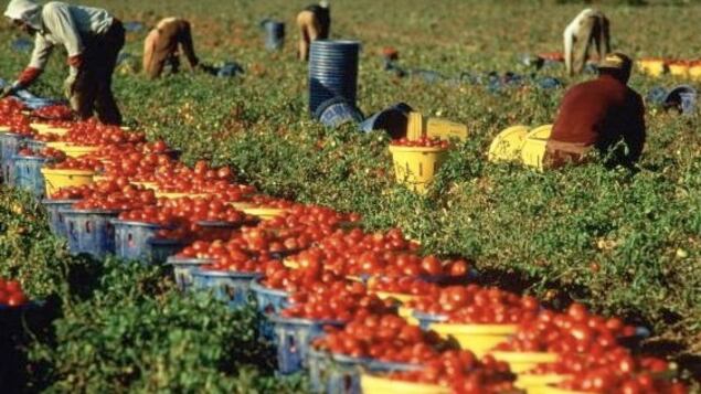 Per le braccianti il nido apre alle 3 di mattina