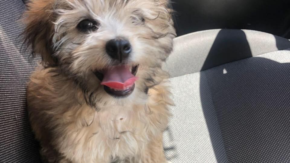 Roma, vigilessa adotta cagnolina sfruttata per chiedere elemosina