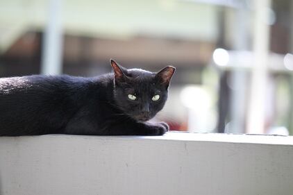 Gatto nero, foto 39
