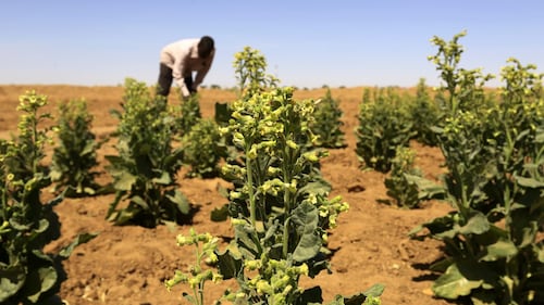 L'industria del tabacco, in Sudan 3