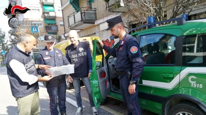 Trova un pitone reale nel giardino di casa