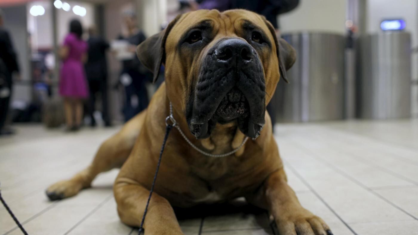 Biella, scoperto giro di "orge con cani e cavalli"