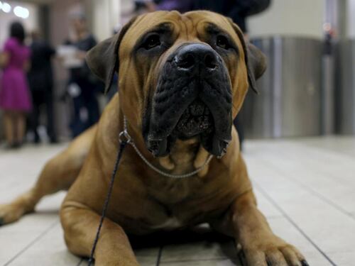 Biella, scoperto giro di "orge con cani e cavalli"