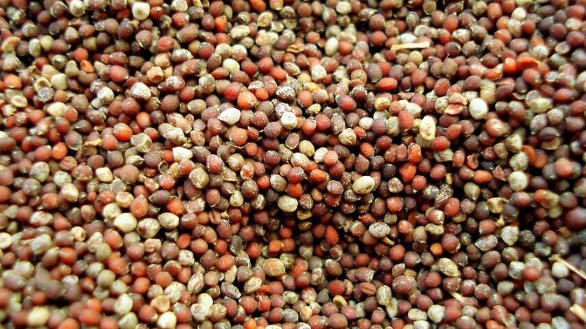 Mesi di arrivi misteriosi: cosa c'è dietro le buste di semi (mai ordinati)