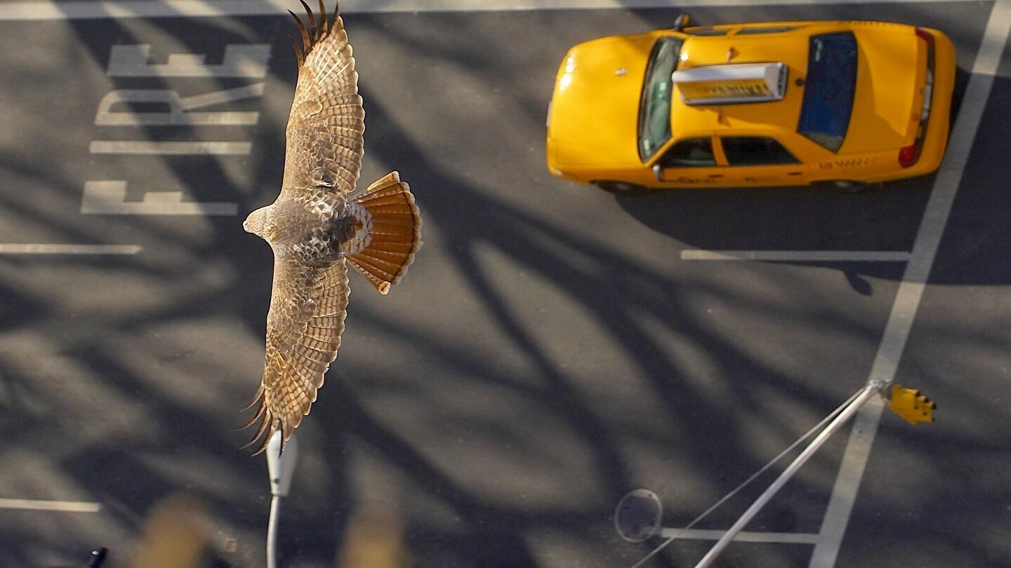 Pale Male, il falco americano che comanda i cieli di New York