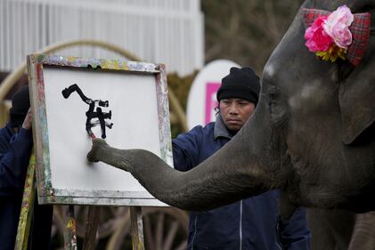 Yumeka, l'elefante pittore 5