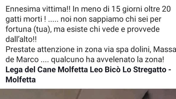 Il consiglio utile: i trucchi per portare Micio dal medico