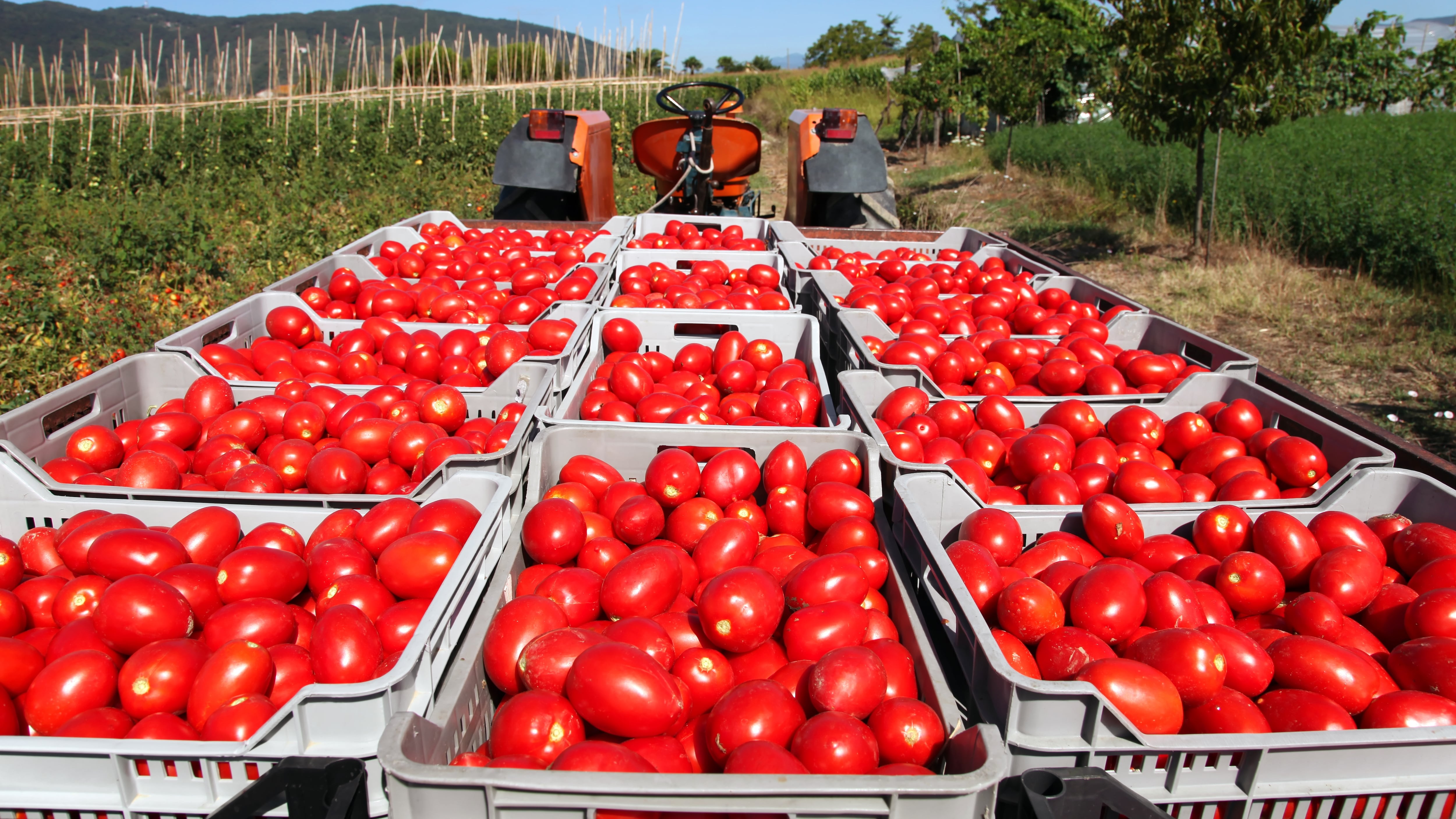 Nessuno compra più i pomodori di Pachino Così stanno sparendo dalle piazze siciliane