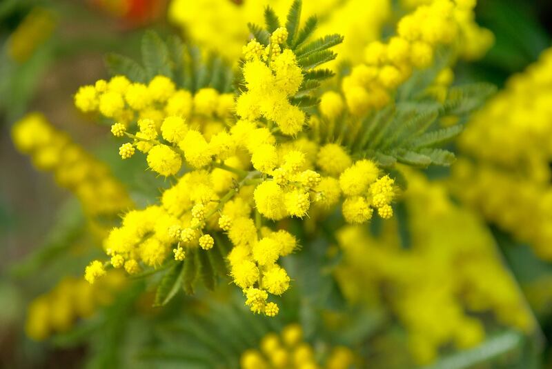 Festa della Donna, tra storia e celebrazioni