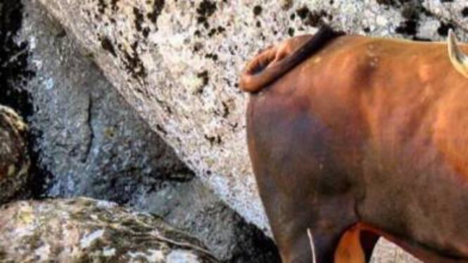 Taranto, uomo incornato da un toro in gravi condizioni