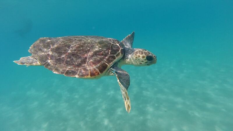 Liberata in mare la tartaruga Caretta caretta Federica. Era ferita e piena di plastica 5