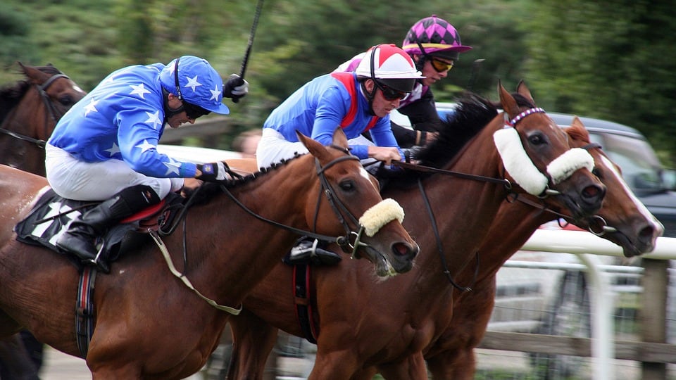 Dopato per vincere una gara di trotto, cavallo da corsa finisce sotto sequestro