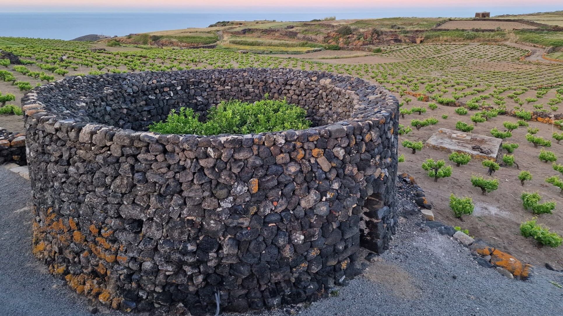 Vigneti eroici, Zibibbo e tradizioni: la sfida tenace di Pantelleria