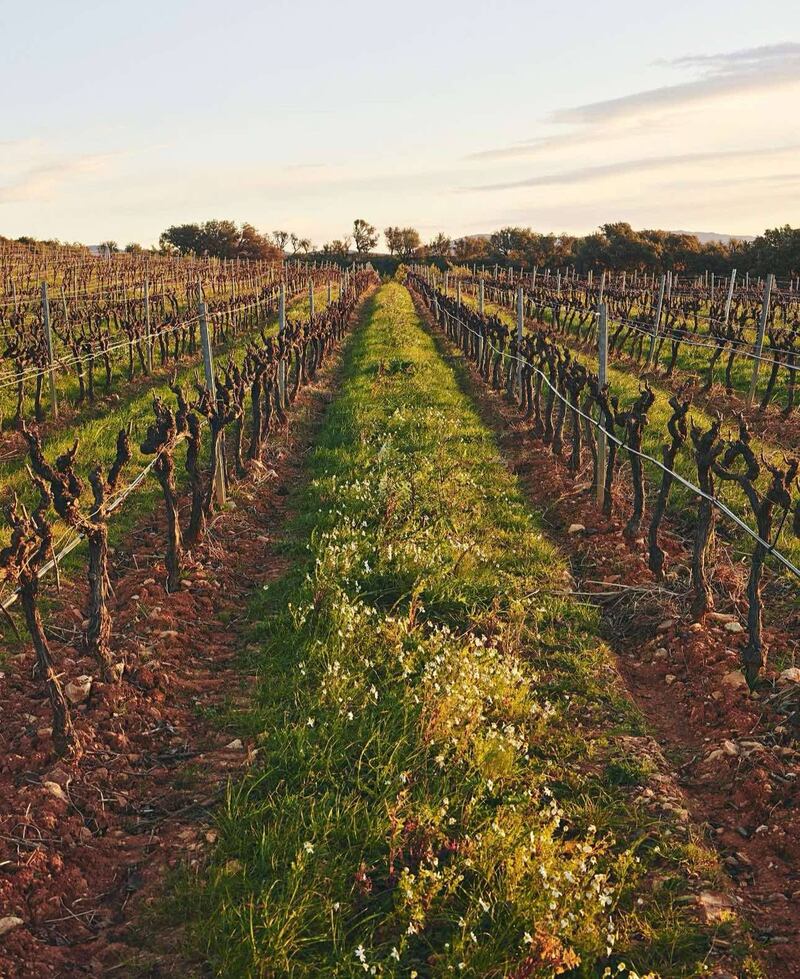 Galoupet, le vigne