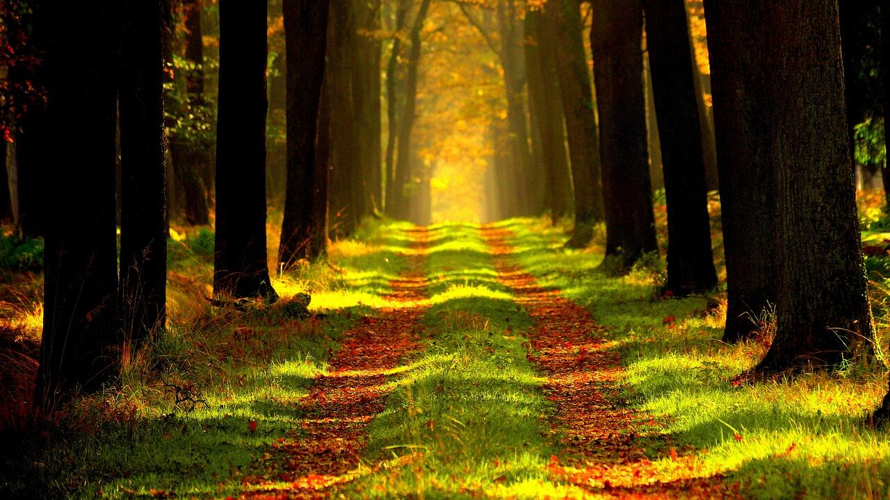 Passeggiare in mezzo alla natura stimola la capacità di attenzione. Lo studio