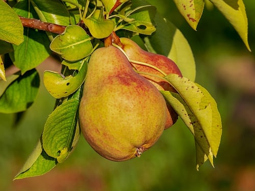 La pera e il suo dolce sapore: ecco perché mangiarla fa bene