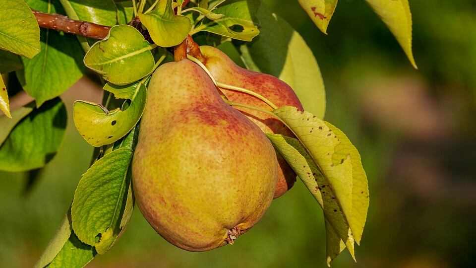 La pera e il suo dolce sapore: ecco perché mangiarla fa bene
