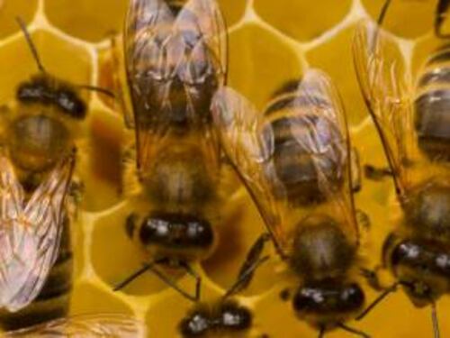 Taiwan, ragazza avverte dolore all'occhio: dentro quattro api che si cibavano delle sue lacrime
