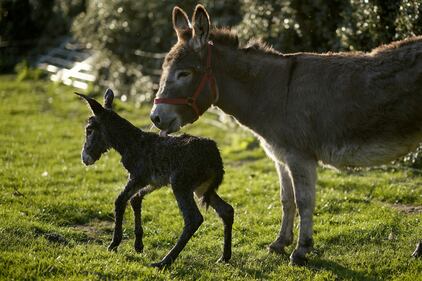 Il lavoro agricolo al tempo del coronavirus 7