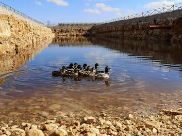 Bari, le anatre nuotano e depongono uova nell'acquedotto pugliese 1