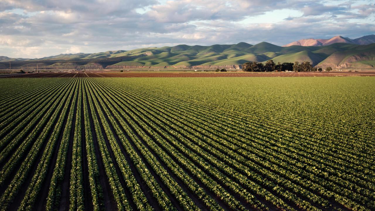 Cresce l'agricoltura in Italia: il valore aggiunto a quota 42,4 miliardi nel 2024 (+9%)
