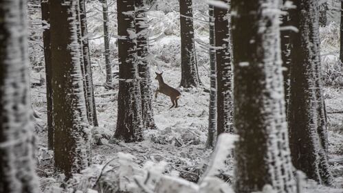 Germania, la neve sul Großer Feldberg 3
