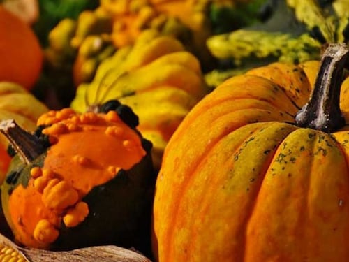 Conserva di zucca fatta in casa al botulino: giovane in fin di vita