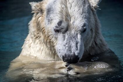 Orso polare in Brasile 11